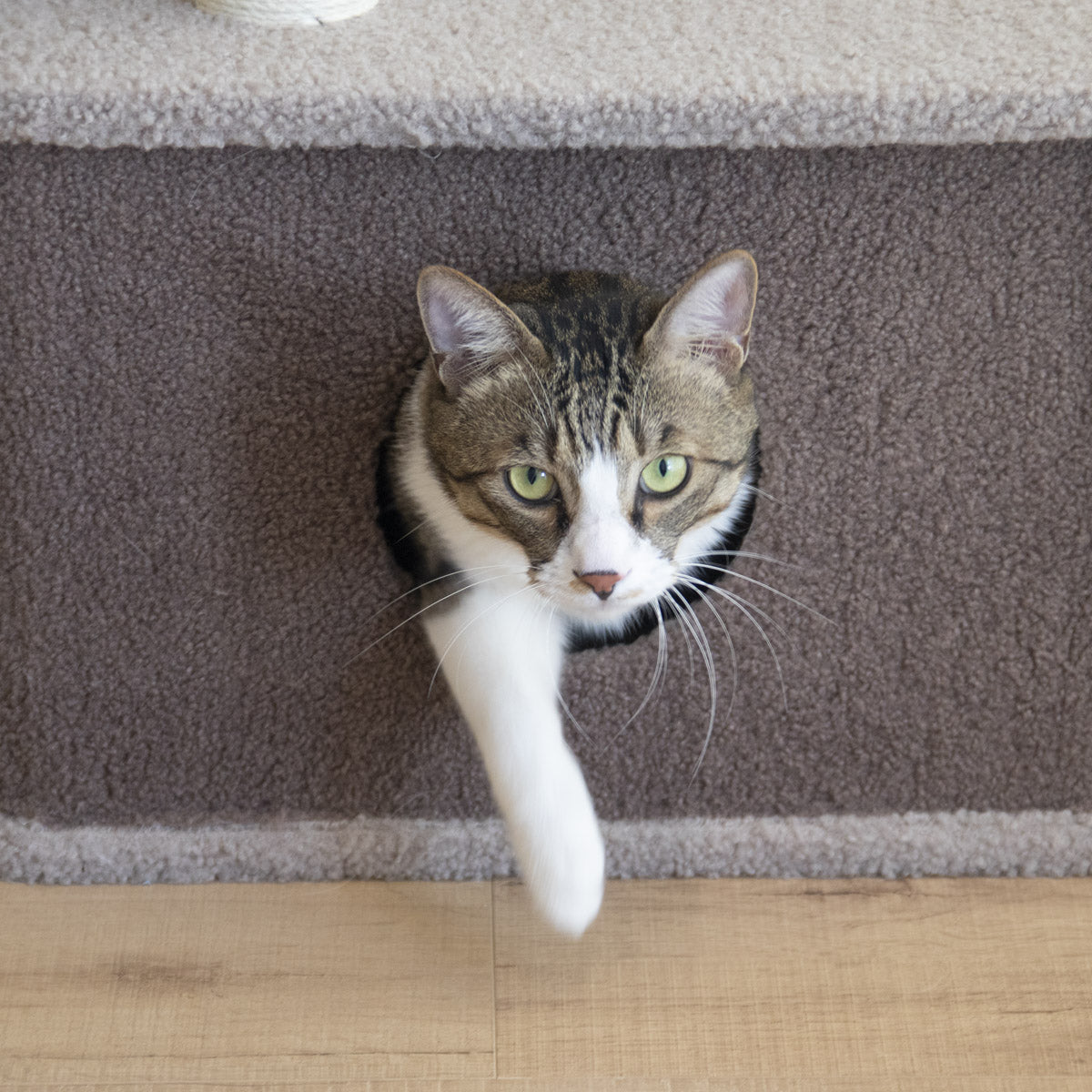 Tolea Adorable Bear Cat Tree | 4-Level Cat Condo with Large Platform